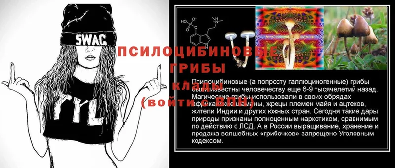 Галлюциногенные грибы Psilocybe  как найти закладки  Кяхта 